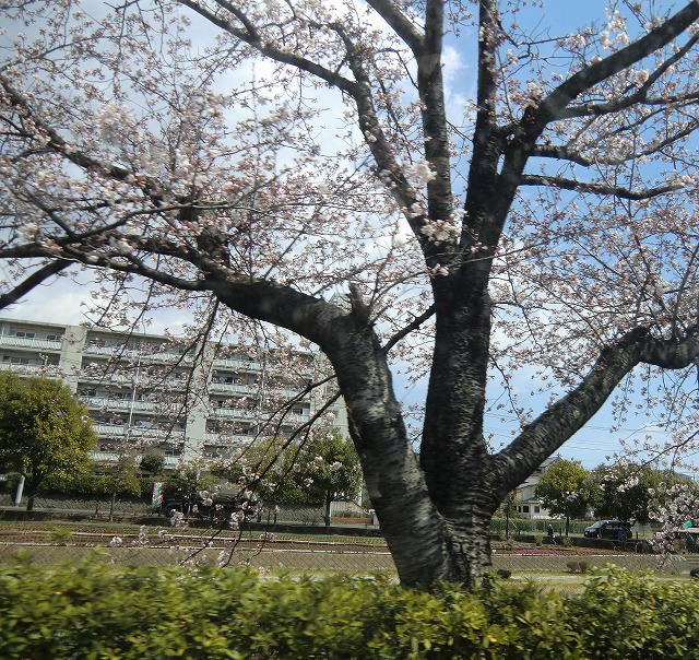 a0006033_12375921.jpg