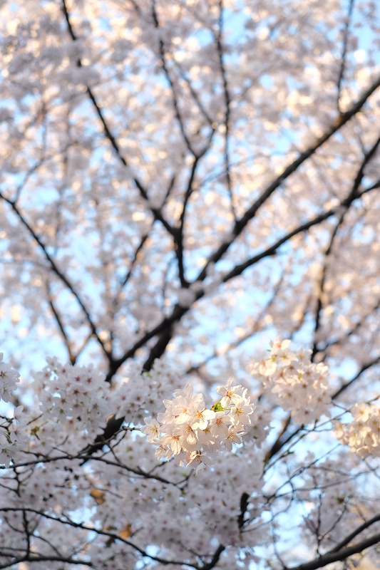 板橋桜満開図１_f0050534_8395646.jpg