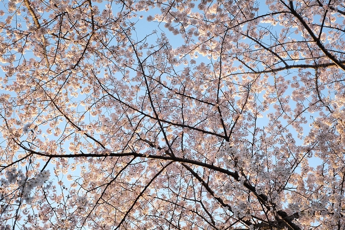 板橋桜満開図１_f0050534_8401981.jpg