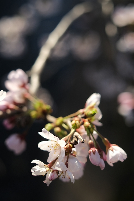 板橋桜満開図１_f0050534_840227.jpg