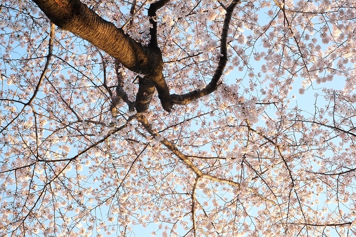 板橋桜満開図１_f0050534_8403061.jpg