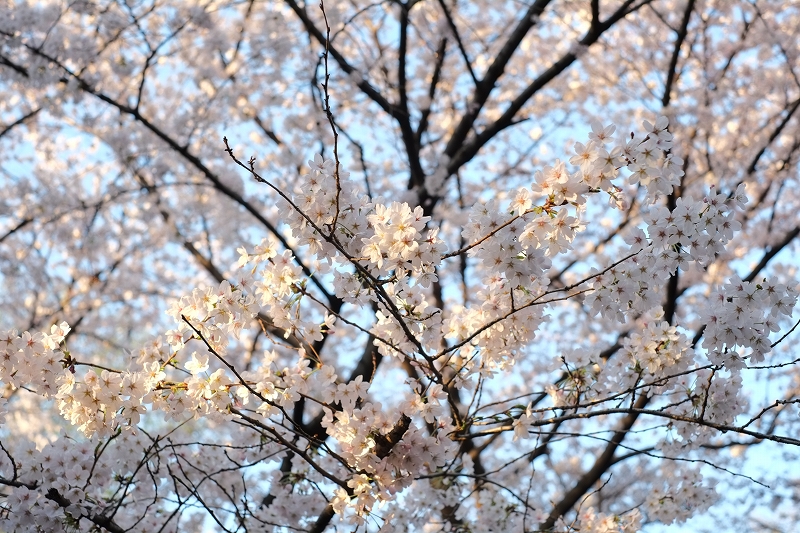 板橋桜満開図１_f0050534_8412038.jpg