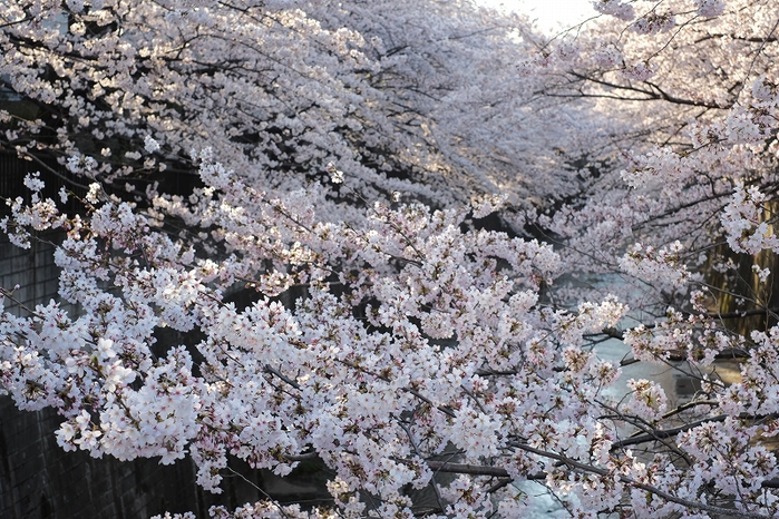 板橋桜満開図１_f0050534_8414924.jpg