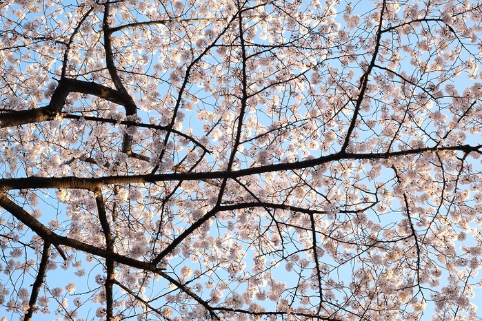 板橋桜満開図１_f0050534_841539.jpg