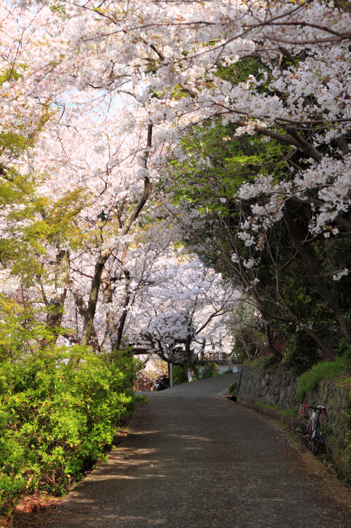 桜満開　独り占め　_f0196634_2254946.jpg