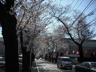 4月7日、桜満開_a0129636_1792867.jpg