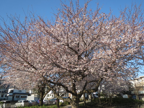 e0259738_8101318.jpg