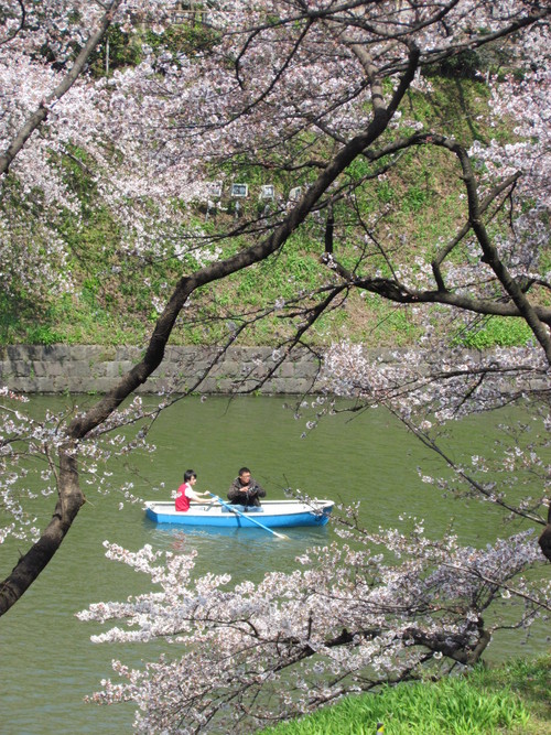 ４月１１日　　桜も散り始めますね。_f0117041_177471.jpg