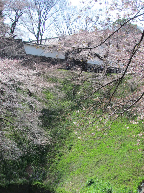 ４月１１日　　桜も散り始めますね。_f0117041_1775966.jpg