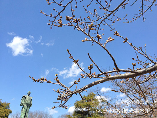 4月7日（土）　小川諏訪神社のシダレザクラと松ヶ岡公園のサクラ_f0105342_16141823.jpg