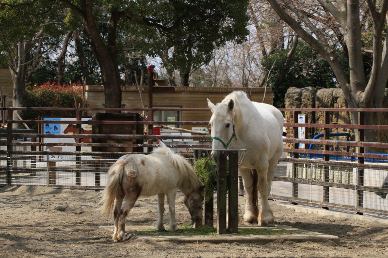 千葉市動物公園にて_e0132243_17352682.jpg