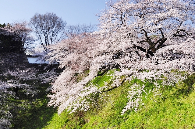 東京花散歩　千鳥ヶ淵の桜_b0122448_12255334.jpg