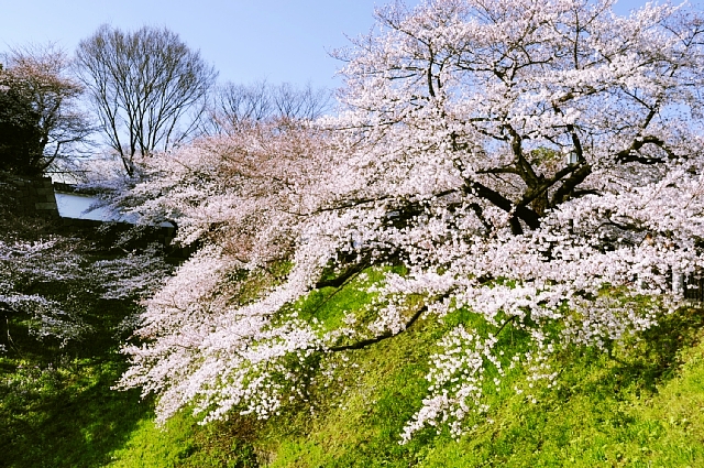 東京花散歩　千鳥ヶ淵の桜_b0122448_1237280.jpg