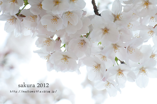 今日も桜。_d0124248_20514059.jpg