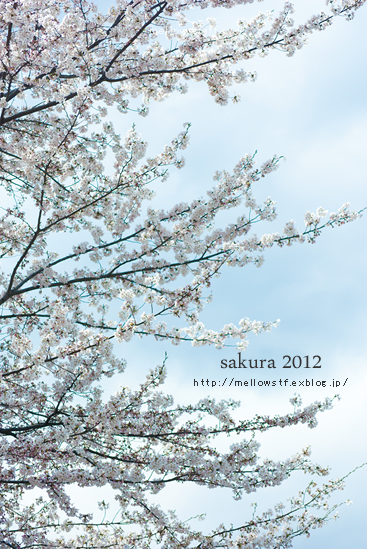 今日も桜。_d0124248_2053415.jpg