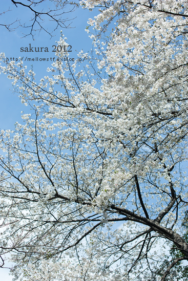 今日も桜。_d0124248_20543067.jpg