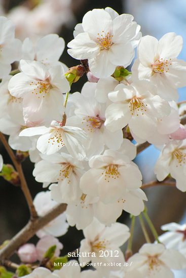 今日も桜。_d0124248_20554049.jpg