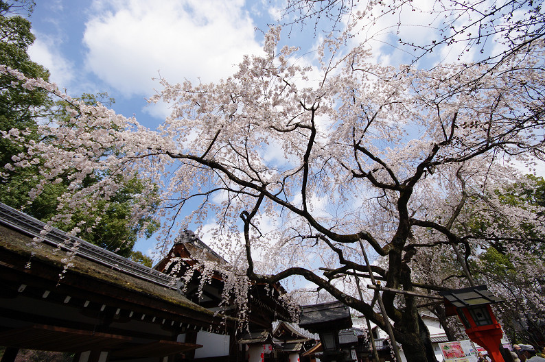 平野神社　桜．．．_f0152550_21502382.jpg