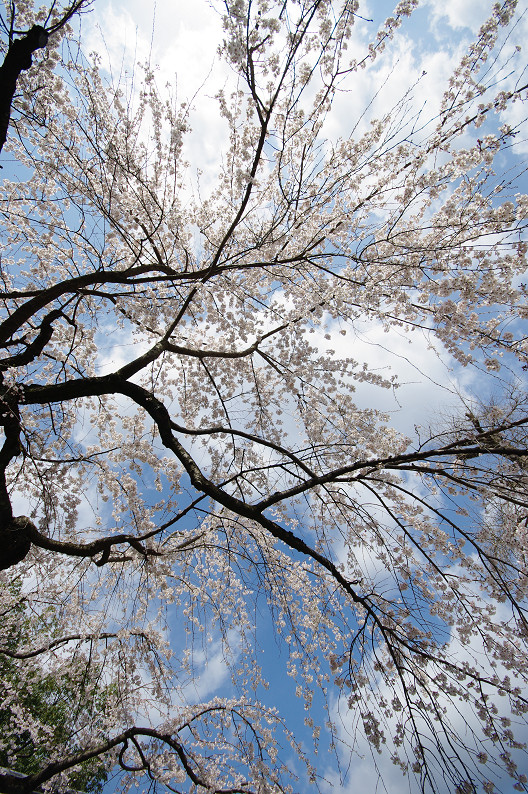 平野神社　桜．．．_f0152550_21503381.jpg