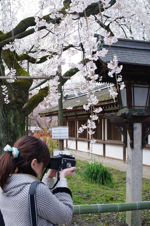 平野神社　桜．．．_f0152550_21503588.jpg