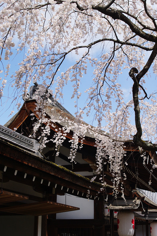 平野神社　桜．．．_f0152550_21504365.jpg