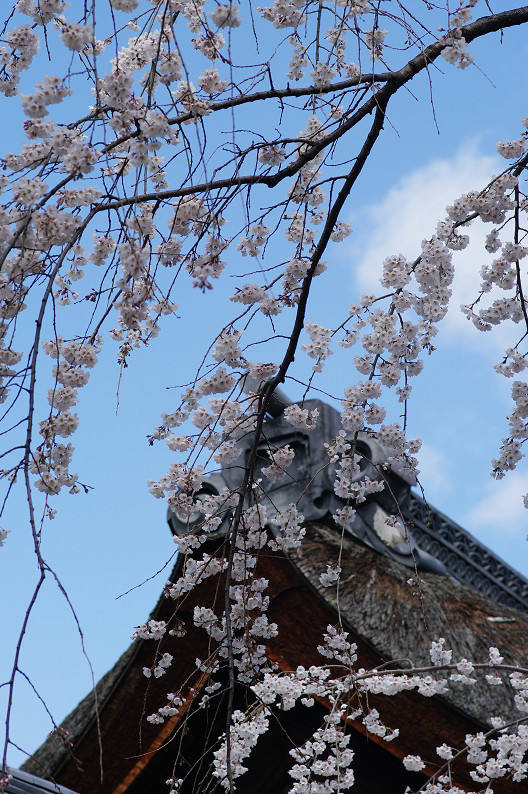 平野神社　桜．．．_f0152550_2150464.jpg