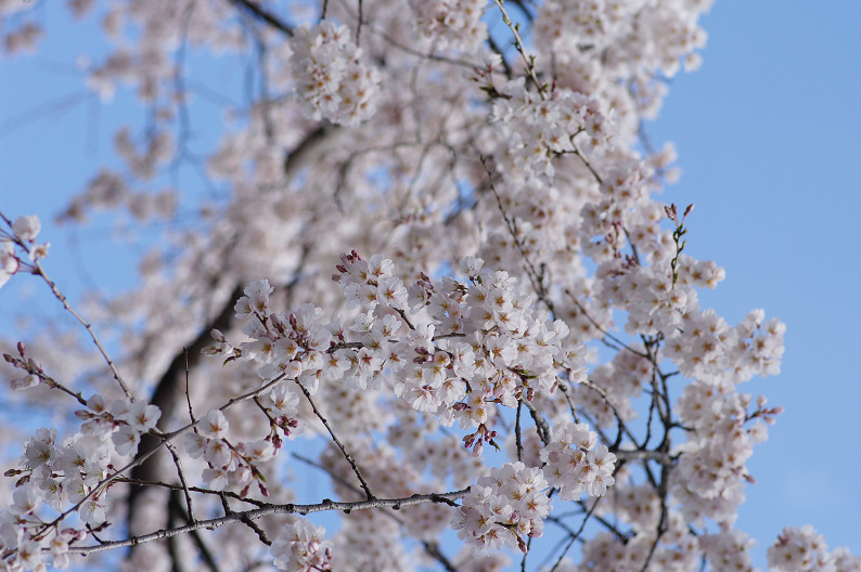 平野神社　桜．．．_f0152550_21505538.jpg