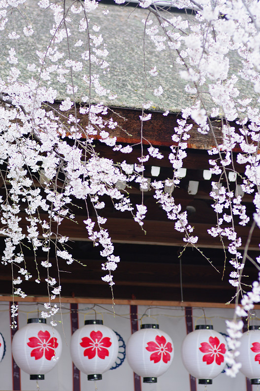 平野神社　桜．．．_f0152550_21511722.jpg