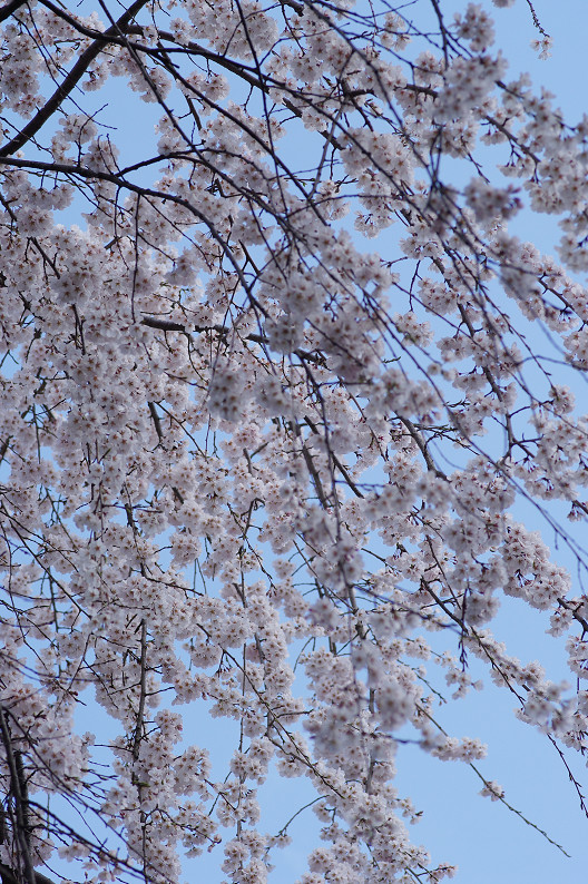 平野神社　桜．．．_f0152550_21512813.jpg