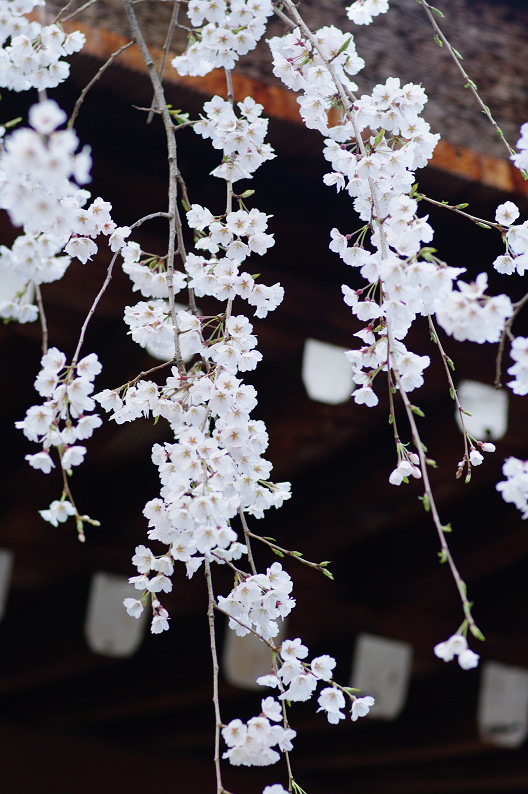 平野神社　桜．．．_f0152550_21513058.jpg