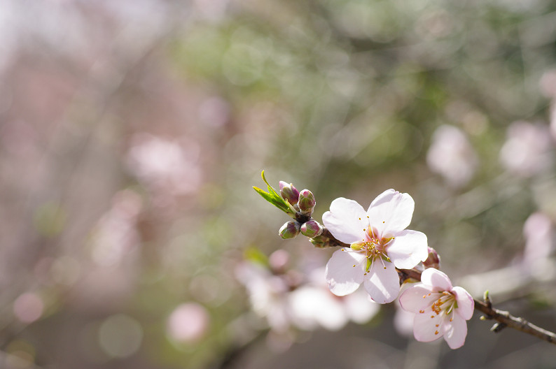 平野神社　桜．．．_f0152550_21514533.jpg