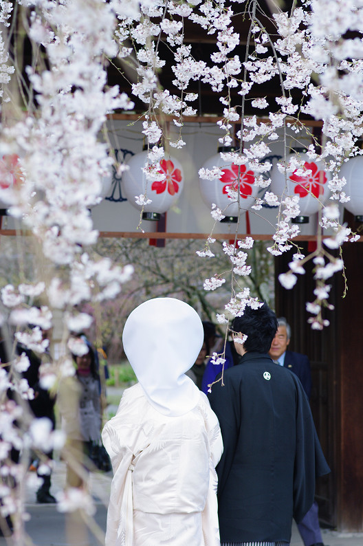 平野神社　桜．．．_f0152550_2151659.jpg