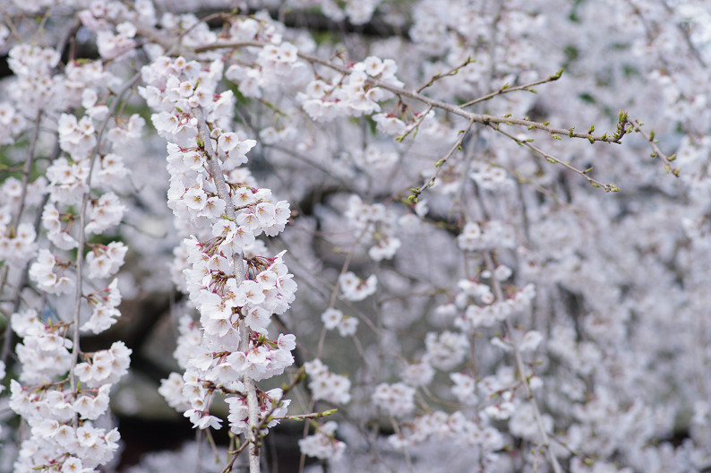 平野神社　桜．．．_f0152550_2151889.jpg