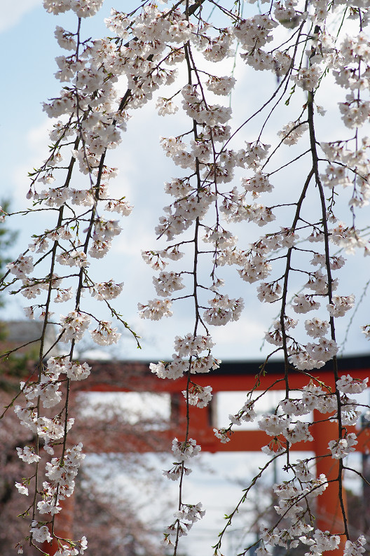 平野神社　桜．．．_f0152550_2152138.jpg