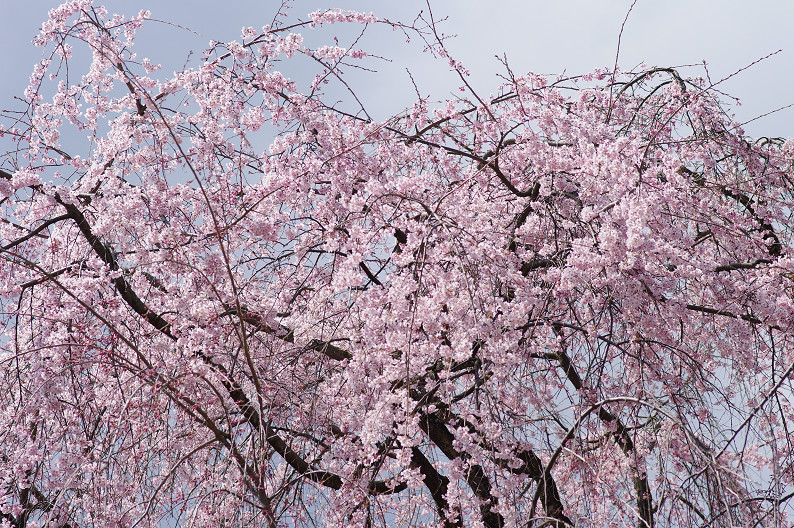 平野神社　桜．．．_f0152550_21521685.jpg