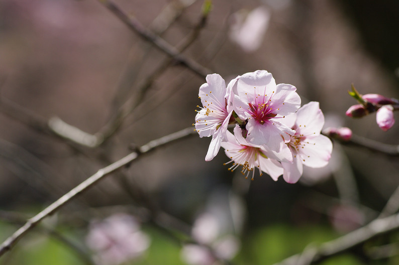 平野神社　桜．．．_f0152550_21522553.jpg