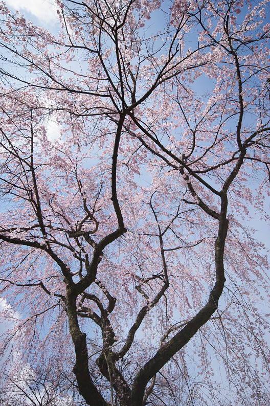 平野神社　桜．．．_f0152550_21522876.jpg