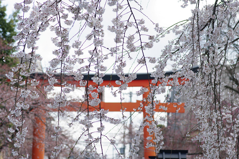 平野神社　桜．．．_f0152550_2152415.jpg