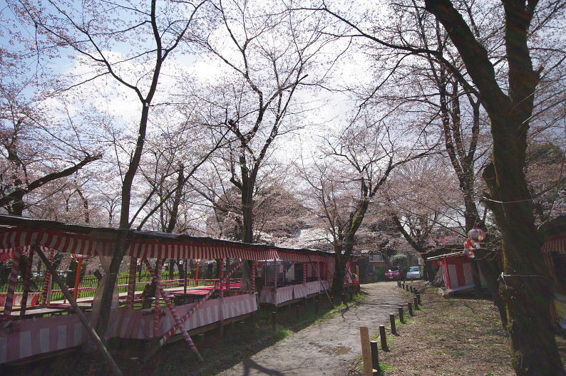 平野神社　桜．．．_f0152550_21525168.jpg