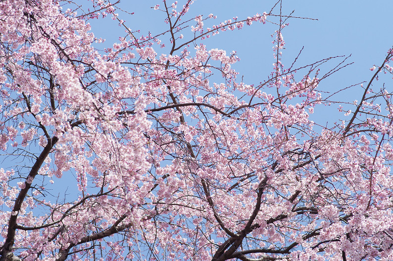 平野神社　桜．．．_f0152550_21531312.jpg