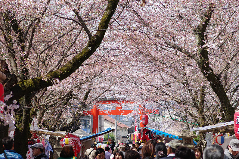 平野神社　桜．．．_f0152550_2153168.jpg