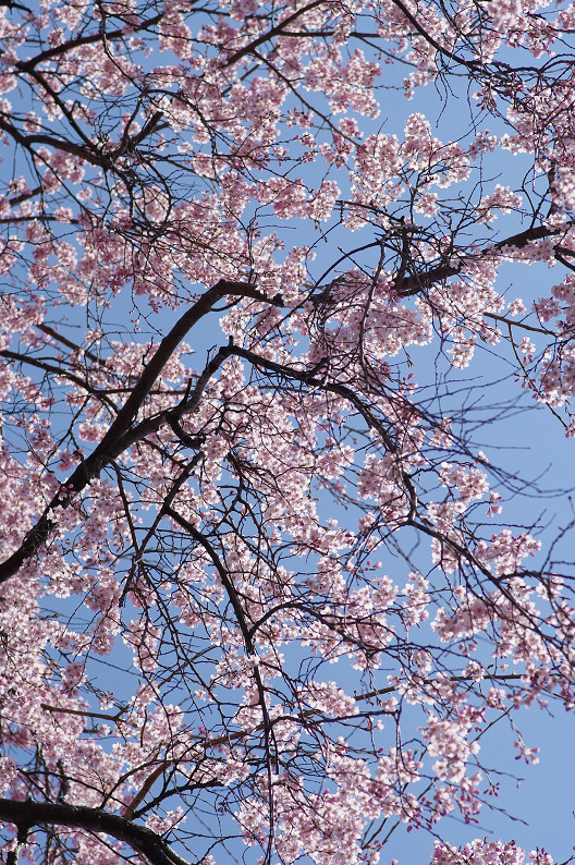 平野神社　桜．．．_f0152550_21532635.jpg