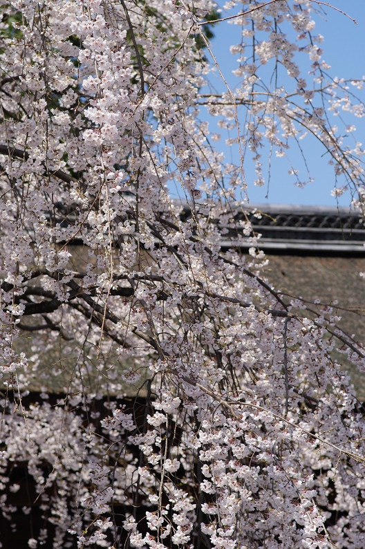 平野神社　桜．．．_f0152550_21532922.jpg