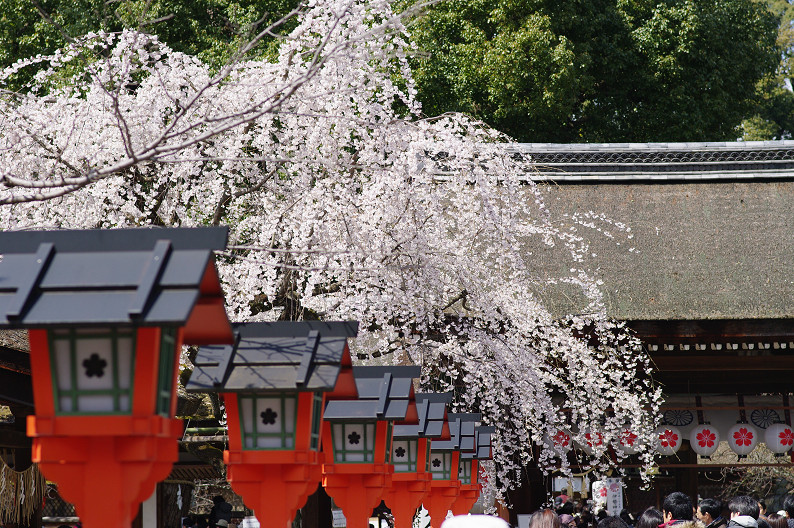 平野神社　桜．．．_f0152550_21533782.jpg