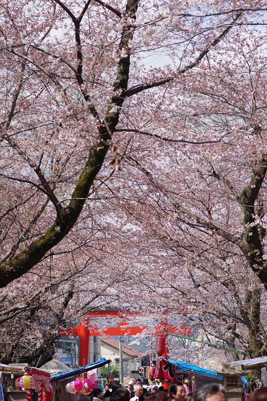 平野神社　桜．．．_f0152550_2153579.jpg