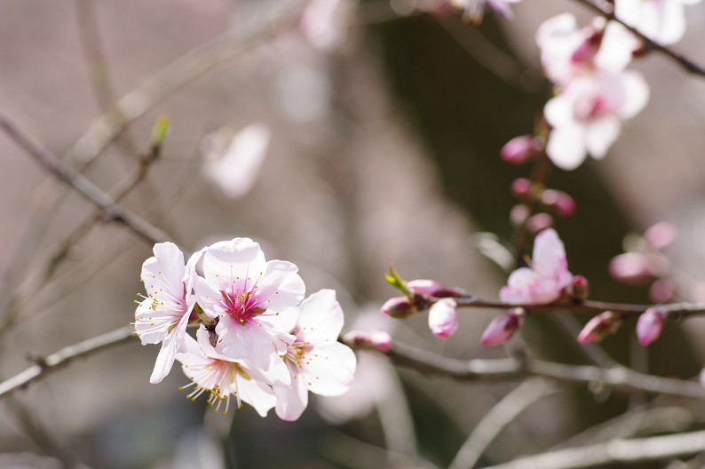 平野神社　桜．．．_f0152550_22185385.jpg