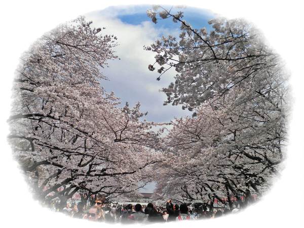 上野の桜_c0164052_22121436.jpg