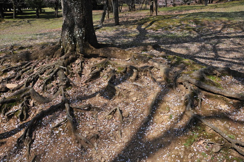 桜吹雪 奈良公園_e0275656_1754101.jpg