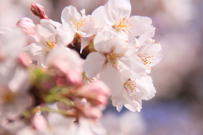 井の頭公園　桜です♪_f0164256_143469.jpg