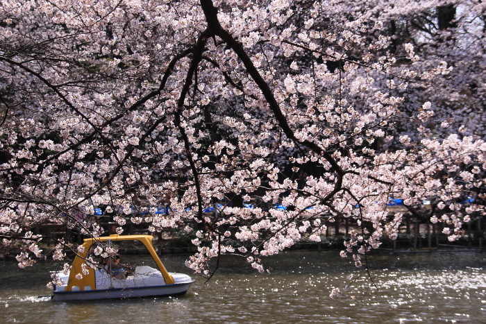 井の頭公園　桜です♪_f0164256_1443585.jpg